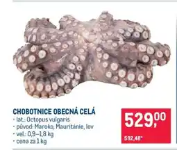 Makro Chobotnice obecná celá nabídka