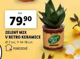 Lidl ZELENÝ MIX V RETRO KERAMICE nabídka