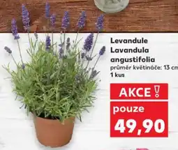 Kaufland Levandule Lavandula angustifolia nabídka