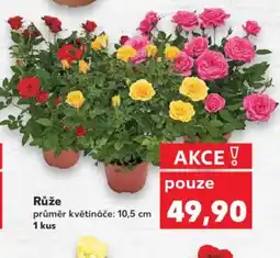 Kaufland Růže nabídka