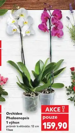 Kaufland Orchidea Phalaenopsis 1 výhon nabídka