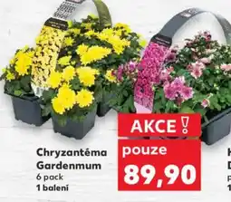 Kaufland Chryzantéma Gardenmum nabídka
