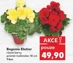Kaufland Begonie Elatior nabídka