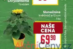 Billa Slunečnice květináč o 12 cm nabídka