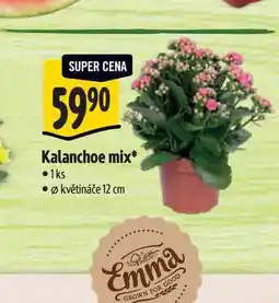 Albert Kalanchoe mix, pr. květináče 12 cm nabídka