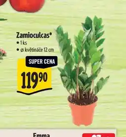 Albert Zamioculcas, pr. květináče 12 cm nabídka