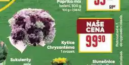 Billa Kytice chryzanatéma nabídka