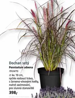 Bauhaus Dochan setý Pennisetum advena nabídka