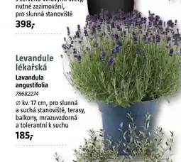 Bauhaus Levandule lékařská nabídka