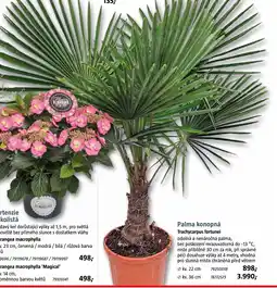 Bauhaus Palma konopná Trachycarpus fortunei nabídka