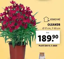 Lidl OLEANDR nabídka