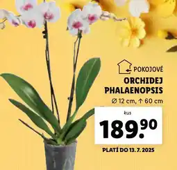 Lidl Orchidea - phalaenopsis nabídka