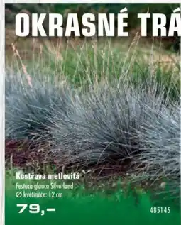 Uni Hobby Kostřava metlovitá Festuca glauca Silverland Ø květináče: nabídka