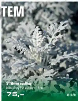Uni Hobby Stříbrné rostliny Různé druhy květináče: nabídka