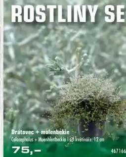 Uni Hobby Drátovec + mulenbekie nabídka