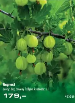 Angrešt