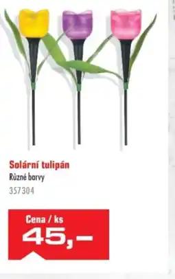 Uni Hobby Solární tulipán Různé barvy nabídka