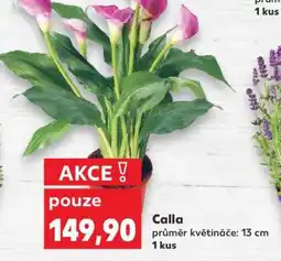 Kaufland Calla nabídka