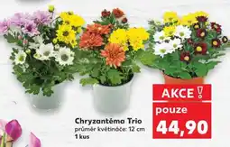 Kaufland Chryzantéma „Trio“ nabídka