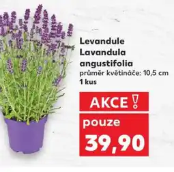 Kaufland Levandule Lavandula angustifolia nabídka
