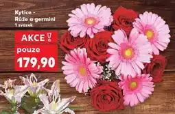 Kaufland Kytice - Růže a germini nabídka