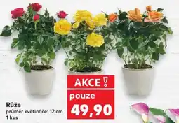 Kaufland Růže nabídka