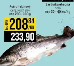 Jip Pstruh duhový nabídka