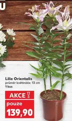 Kaufland Lilie „Orientalis“ nabídka