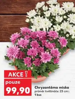 Kaufland Chryzantéma miska nabídka