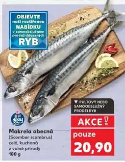 Kaufland Makrela obecná nabídka
