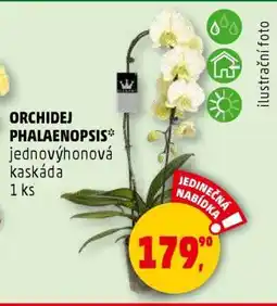 Penny Market ORCHIDEJ PHALAENOPSIS nabídka