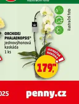 Penny Market Orchidea - phalaenopsis nabídka