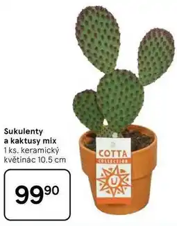 Tesco Sukulenty a kaktusy mix, 1 ks, keramický květinác 10.5 cm nabídka