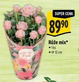 Albert Růže mix nabídka