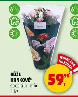 Penny Market RŮŽE HRNKOVÉ nabídka
