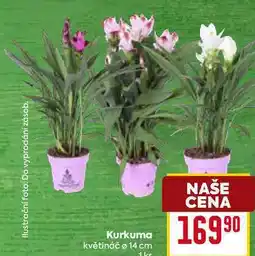 Billa Kurkuma květináč ø 14 cm nabídka