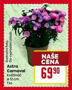 Billa Astra Carnaval květináč Ø 12 cm 1 ks nabídka
