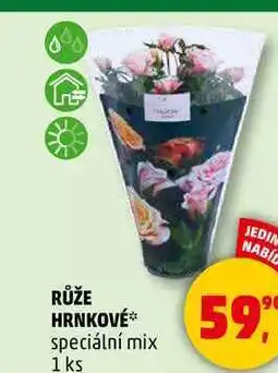 Penny Market RŮŽE HRNKOVÉ speciální mix, 1 ks nabídka