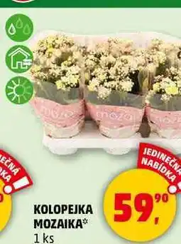 Penny Market KOLOPEJKA MOZAIKA, 1 ks nabídka