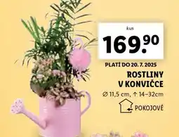 Lidl ROSTLINY V KONVIČCE nabídka