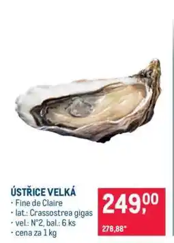 Makro ÚSTŘICE VELKÁ nabídka