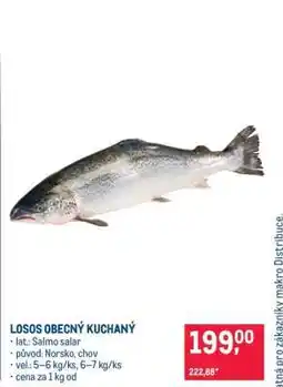 Makro Losos obecný kuchaný nabídka