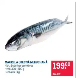 Makro Makrela obecná nekuchaná nabídka