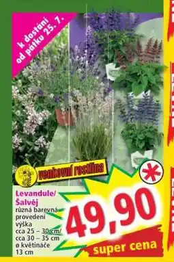Norma Levandule/Šalvěj nabídka