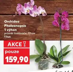 Kaufland Orchidea Phalaenopsis 1 výhon nabídka