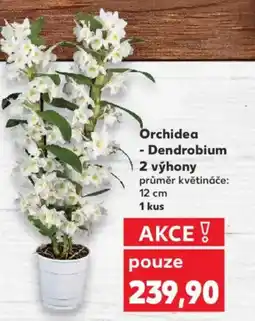 Kaufland Orchidea - Dendrobium 2 výhony nabídka