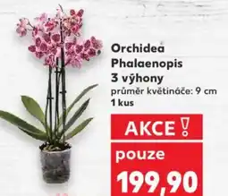 Kaufland Orchidea Phalaenopis 3 výhony nabídka