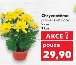 Kaufland Chryzantéma nabídka