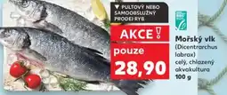 Kaufland Mořský vlk nabídka