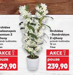 Kaufland Orchidea dendrobium nabídka